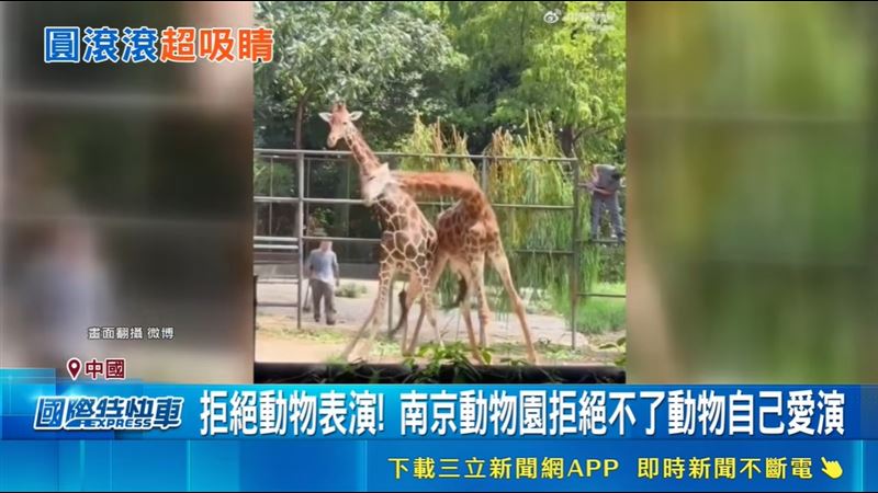 南京紅山動物園的動物們,自己個個都很會「演」。(圖/翻攝微博)