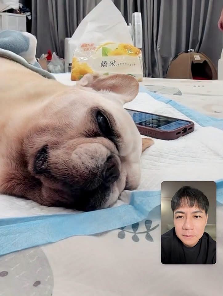 人在馬來西亞工作的陳隨意，無法親自陪愛犬走完最後一程，只能透過視訊送別。(圖／翻攝自臉書）