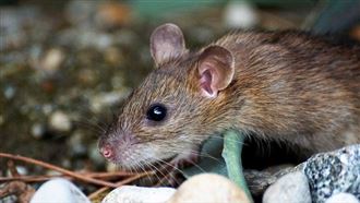 鼠疫未證實居民先慌了！俄羅斯藥局遭搶購