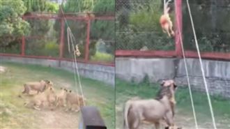 「來就是為了玩」！動物園活雞餵猛獸惹議