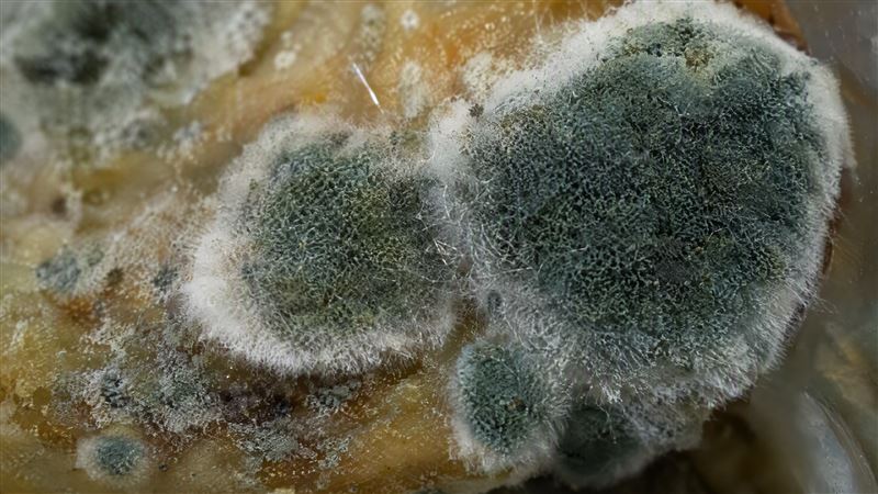 記憶力變差、容易疲累,可能與黴菌暴露有關。家醫科醫師陳欣湄提醒,應留意居家濕度及食物保存,並可多攝取深綠色、十字花科蔬菜。(示意圖/AI製圖)