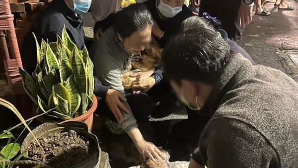 租屋收容流浪貓！愛爸害死40貓…房東怒告