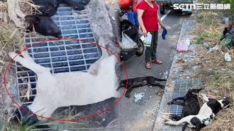 4幼犬遭下毒！「跺腳中死亡」陳屍水溝蓋