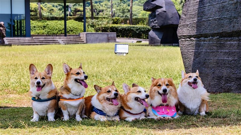 朱銘美術館「萌寵共好日」　邀毛孩進園區