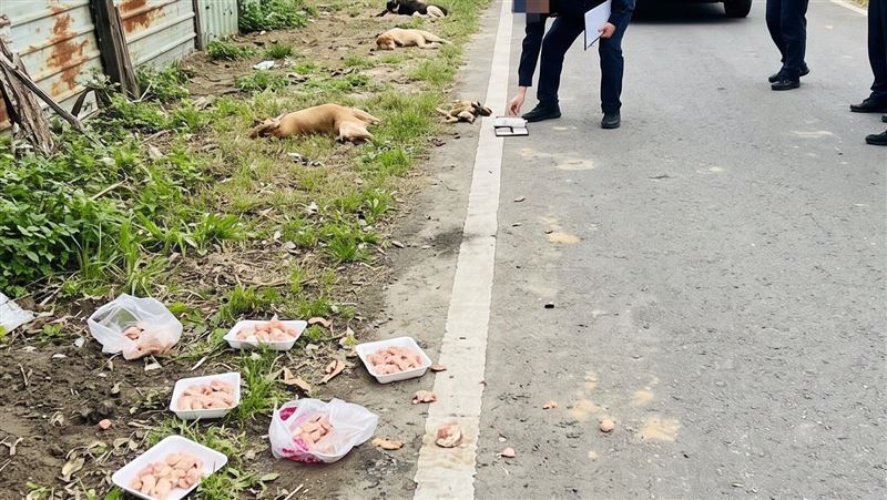 運將農藥摻肉投毒奪6命！飼主替牠們復仇