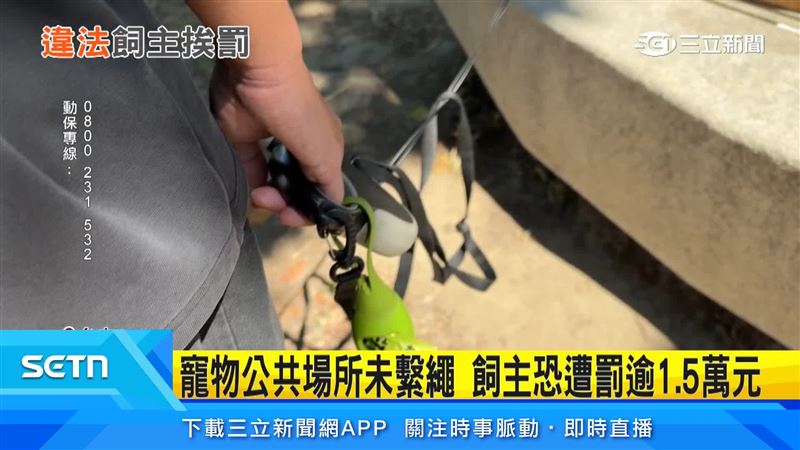 台中市動保自治條例規定,動物出入公共場所未採取牽繩等防護措施,最高可罰1萬5000元,若縱放寵物妨礙交通,也可依道交條例開罰最高600元