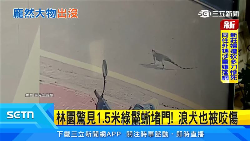 高雄林園街頭驚見「迷你恐龍」!一隻目測超過1公尺長的綠鬣蜥突然出現在馬路旁,還闖進民宅騎樓。(圖/黃先生提供)