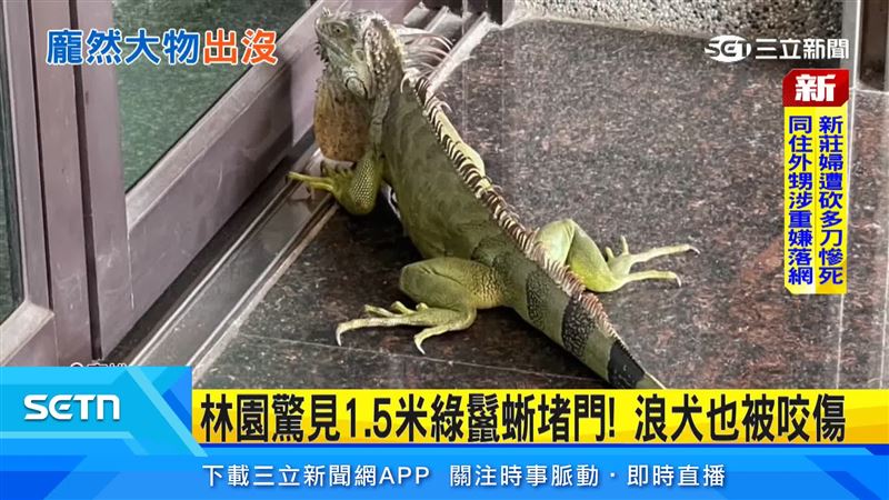 這隻綠鬣蜥在農業局人員抵達前,就已經鑽進附近草叢逃逸,當地居民也反映,林園一帶綠鬣蜥出沒越來越頻繁,甚至傳出流浪狗捕咬時反遭咬傷