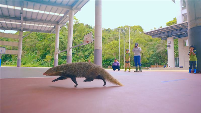 食蟹獴從校園籃球場跑過,學童在一旁靜靜觀察。(圖/三立電視提供)