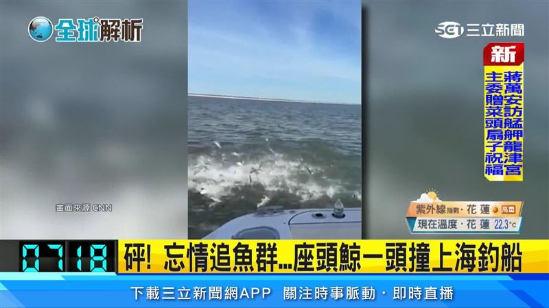 瘋狂！座頭鯨追魚群猛撞海釣船