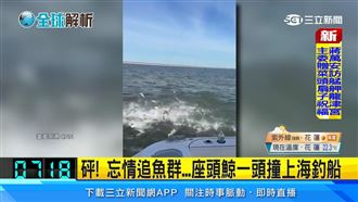 瘋狂！座頭鯨追魚群猛撞海釣船