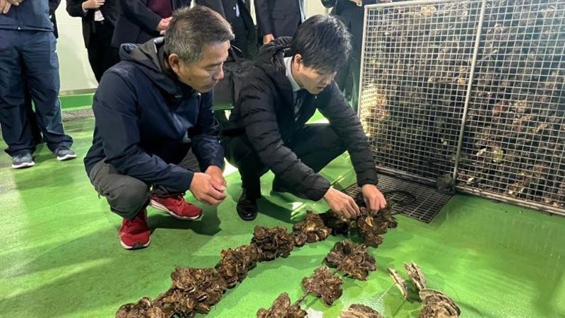 日本前農林水產大臣鈴木憲和視察廣島牡蠣大量死亡。(圖/翻攝自X平台 @鈴木憲和)