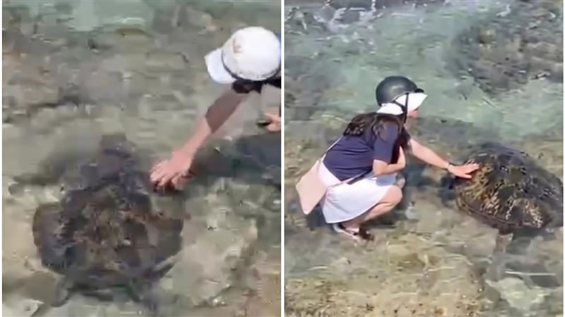 小琉球摸海龜！2美籍男女慘遭送辦