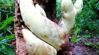 雲南驚現霸王滇菌　專家揭祕網狂問能吃?
