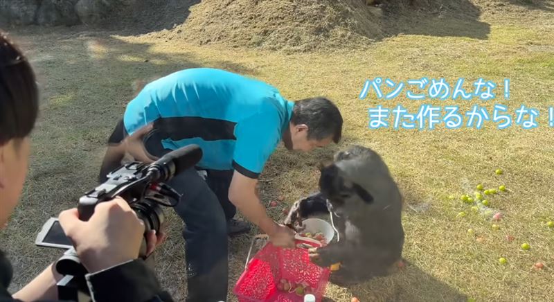 小龐因日本綜藝節目《天才！志村動物園》的《狗狗猩猩大冒險》單元擁有高人氣。（圖／翻攝自YouTubeパンくん宮沢さんTV）
