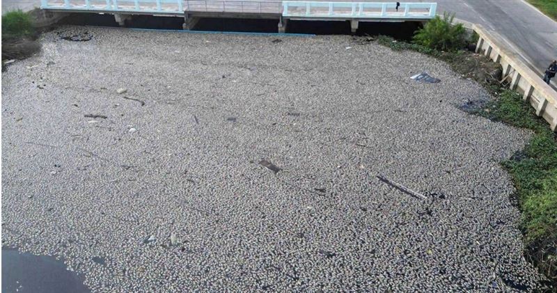 泰國巴吞他尼府空鑾縣的第二運河近日出現大量魚群暴斃死亡,濃烈惡臭讓當地居民受不了。(圖/翻攝X)
