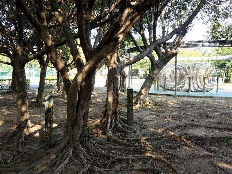 台灣樹人會秘書長潘翰疆在其社群平台上揭露，台北美崙公園的李登輝、李元簇手植樹遭台北市政府移除。（圖／翻攝自潘翰疆Threads，圖片引用：臺北市行道樹路燈資訊網）