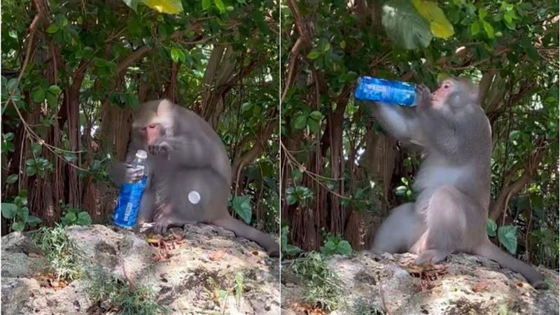 壽山獼猴又進化了！流暢開瓶「咕嚕暢飲」