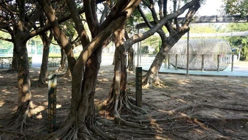 李登輝樹染病移除　護樹團體質疑坐視枯死