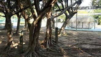 李登輝樹染病移除　護樹團體質疑坐視枯死