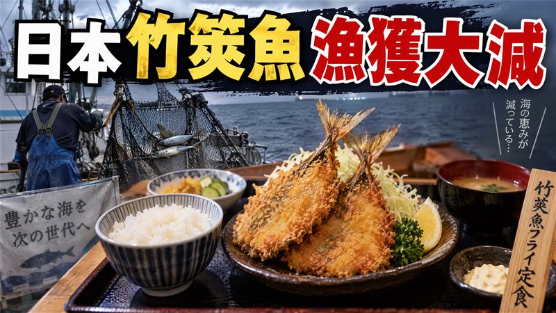 日竹筴魚暴減四成　吃到飽店家恐無魚可用