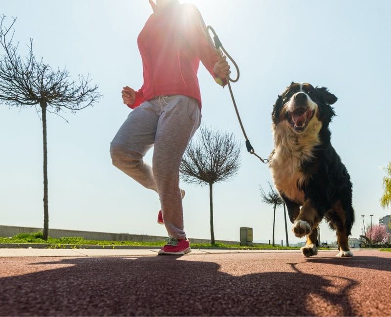 「2026 法國皇家 AI for Pets 創新徵件計畫」專為貓犬照護 AI 應用而設計。(圖/品牌業者提供)
