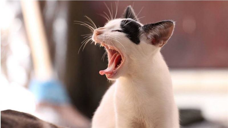 愛貓狠踹女飼主腹部　卵巢囊腫破裂大出血
