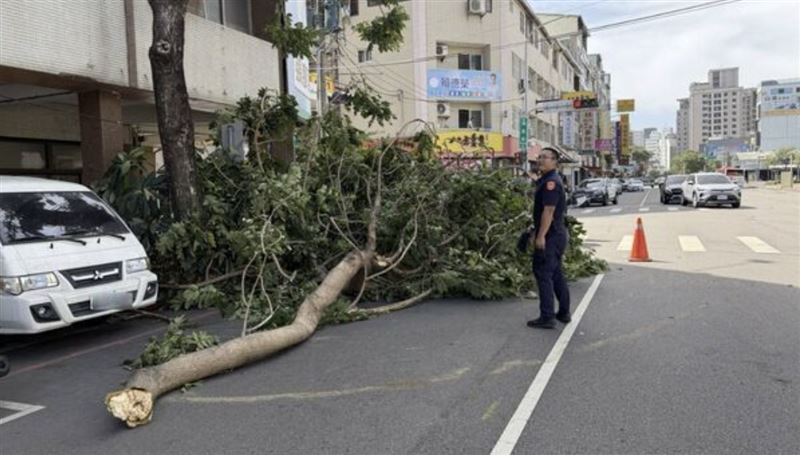新／薔琵強風狂掃！台中路樹撐不住倒塌了