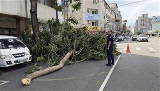 新／薔琵強風狂掃！台中路樹撐不住倒塌了