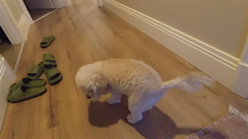 Danielle在影片中造訪一處住宅,畫面中的小狗疑似Hanni的愛犬。(圖/翻攝自YouTube@Dazzibelle)