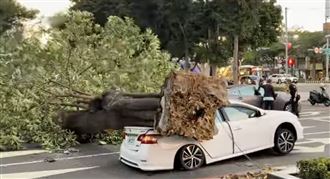 新／薔琵狂掃！路樹砸毀車　駕駛命大閃過