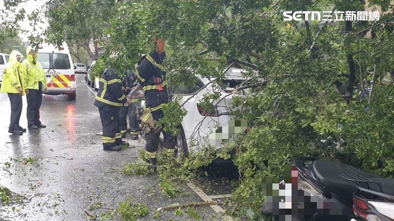 中颱薔琵來勢洶洶　興隆路四段傳路樹傾倒