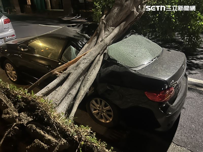 強風吹倒巨樹！一覺醒來..愛車下半身沒了