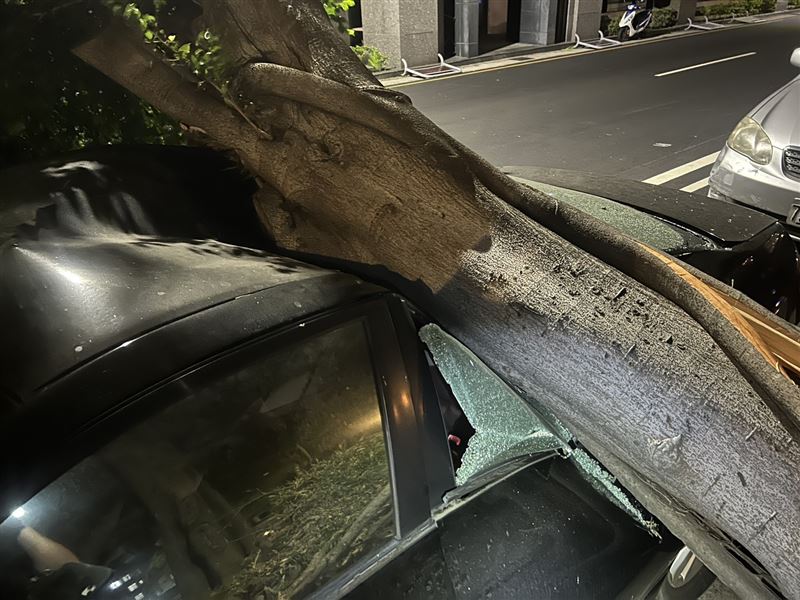 路樹被強風連根拔起砸向路旁的自小客車。(圖/翻攝畫面)