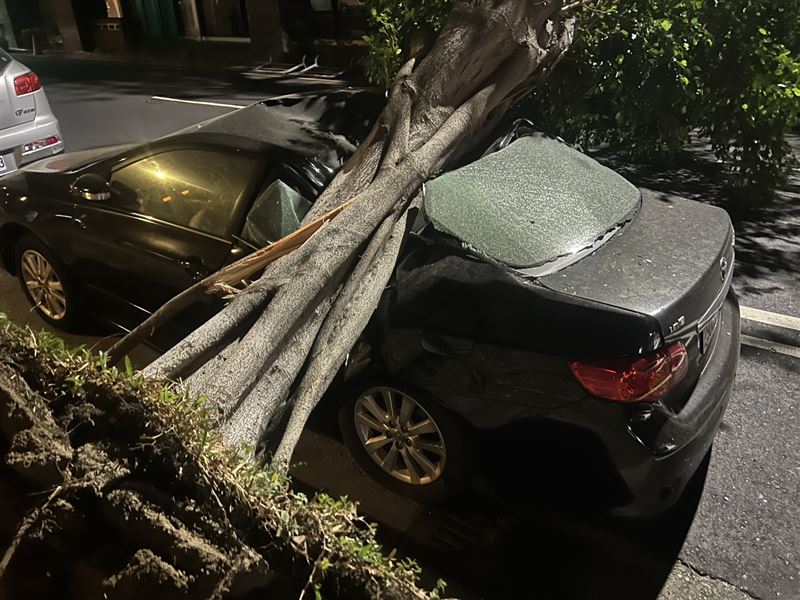 粗壯的樹幹重壓在轎車上,造成車頂凹陷、玻璃碎裂。(圖/翻攝畫面)