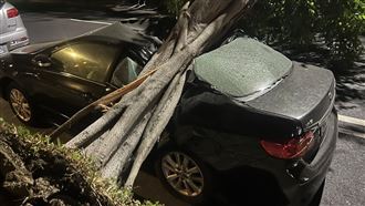 台中路樹「連根拔起」再+1！粗幹重砸轎車