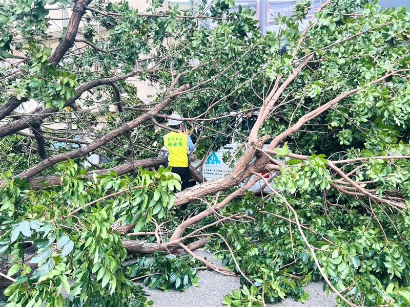 薔琵颱風來襲,彰化市一棵6層樓高大樹被吹倒,砸中停在路旁的救護車。(圖/彰化市公所提供)