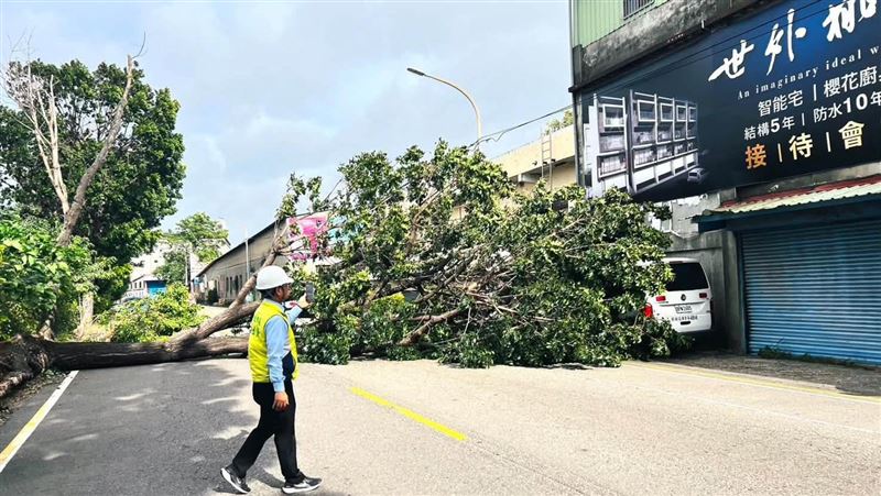 彰化6樓高大樹遭連根拔起！重砸救護車
