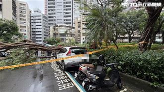 中颱薔琵來勢洶洶　北市9米路樹壓毀4轎車