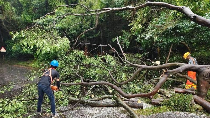 颱風來襲,強風及陣雨使得北市多處傳出樹木倒塌,尤其北投山區最明顯。(圖/公園路燈工程管理處提供)