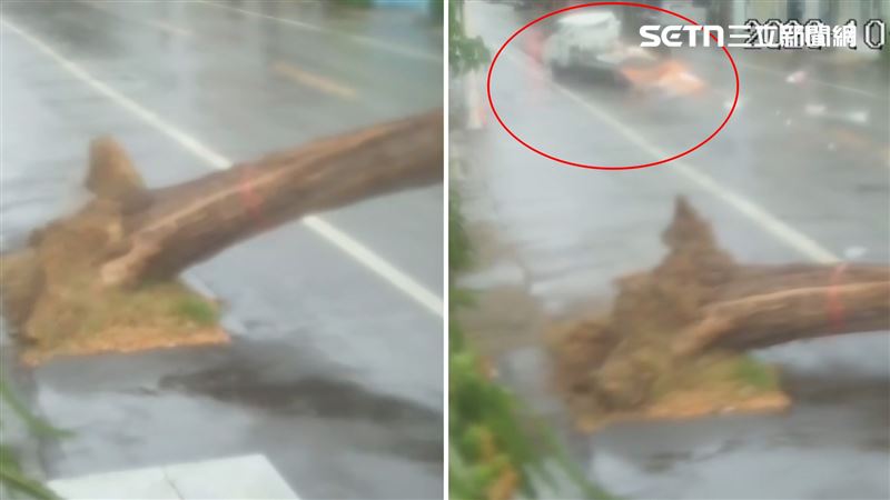 新／樹連根拔起…如虎頭鍘劈中2人急送醫