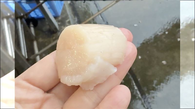 北海道產帆立貝。（圖／翻攝自X平台 @saroma_tai）