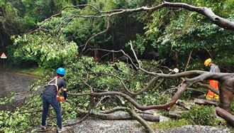 薔琵颱風釀百路樹倒塌　北市府冒雨搶災