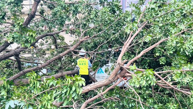 薔琵強風吹倒彰化路樹　釀134件災情3人傷