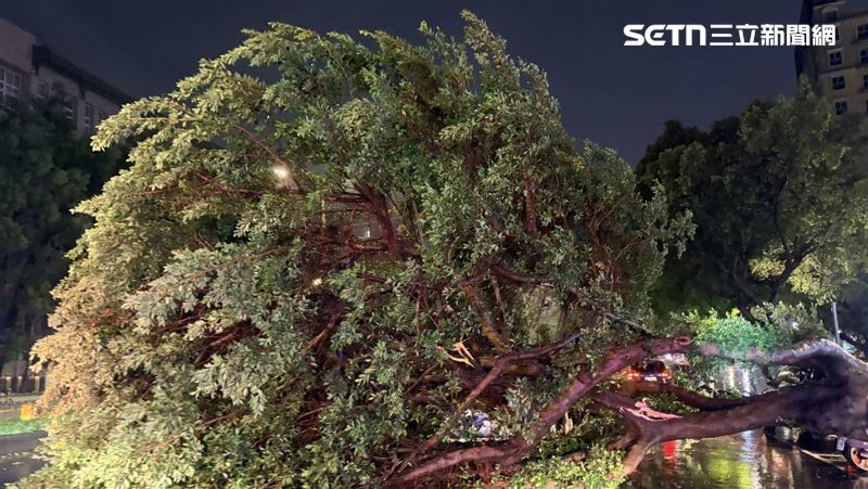 中颱薔琵風強雨大　路樹倒塌壓車3人受困