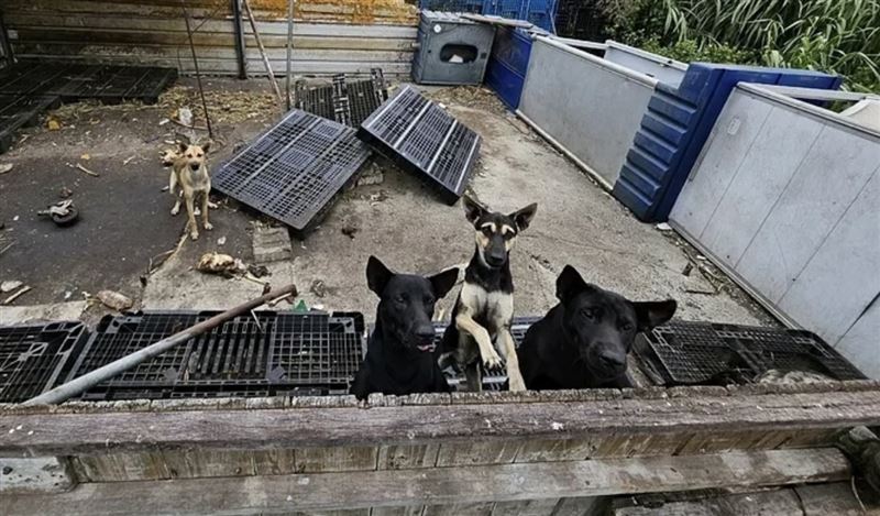 現場救援出5隻犬隻。(圖/吳韋達提供)