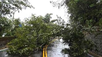 薔琵狂掃南投！日月潭公路樹倒東倒西歪