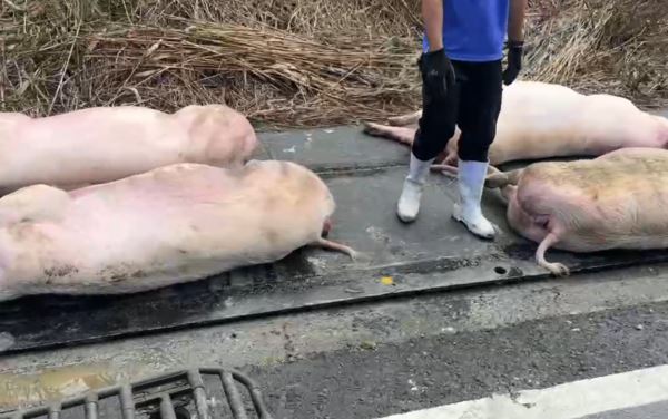 薔琵害停電！畜牧場太陽能走火　電死14豬