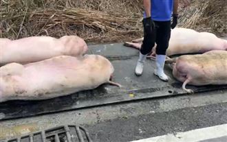 薔琵害停電！畜牧場太陽能走火　電死14豬