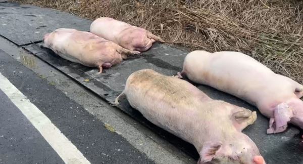 畜牧場內太陽能設備走火,造成場內多頭豬隻被電死。(圖/翻攝畫面)